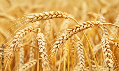 Ripe wheat on stalks at harvest time