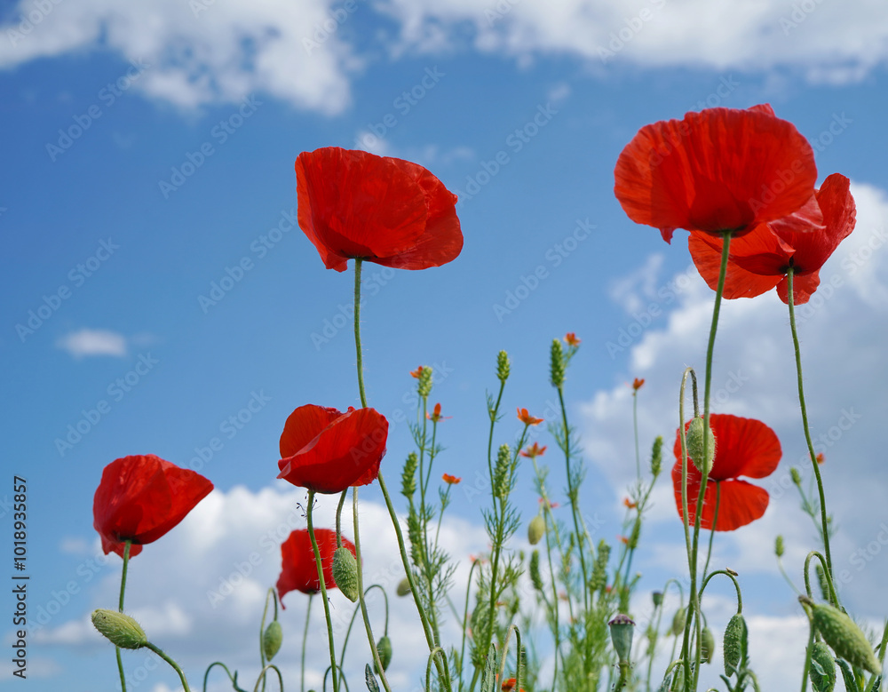 Obraz premium Red poppies with blue sky
