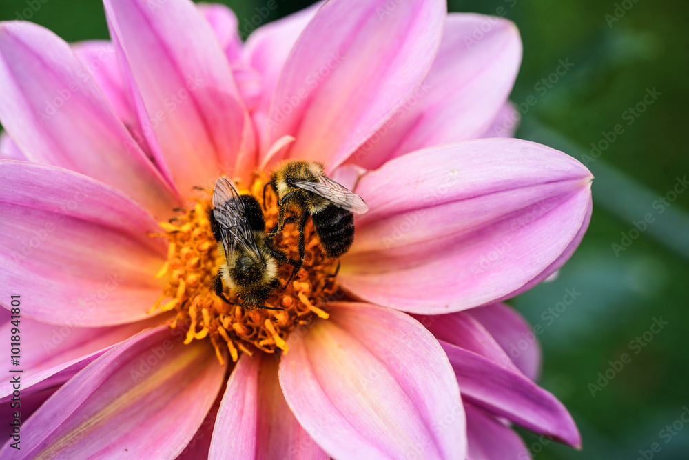 Large pink dahlia, called Lucky Number, with a two bees collecting the pollen. Large pink dahlia, called Lucky Number, with a two bees collecting the pollen.
