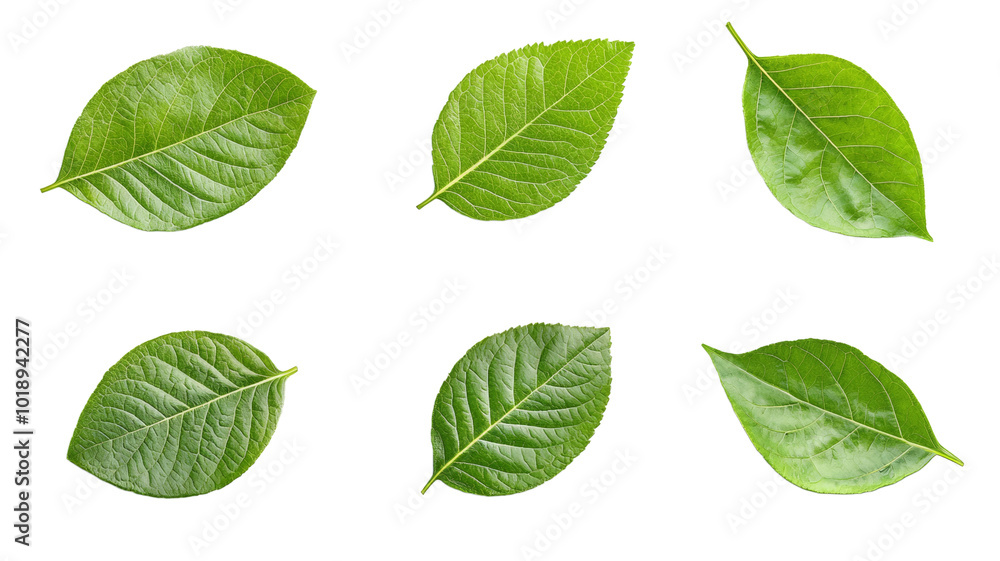 Six different green leaves, each with a unique shape and size Six different green leaves, each with a unique shape and size