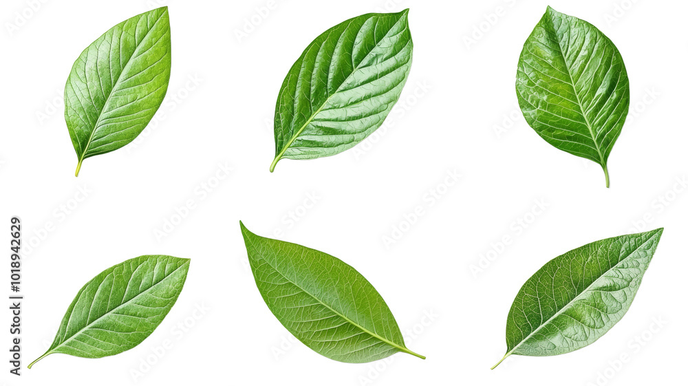 A collection of green leaves are shown in various sizes and shapes A collection of green leaves are shown in various sizes and shapes