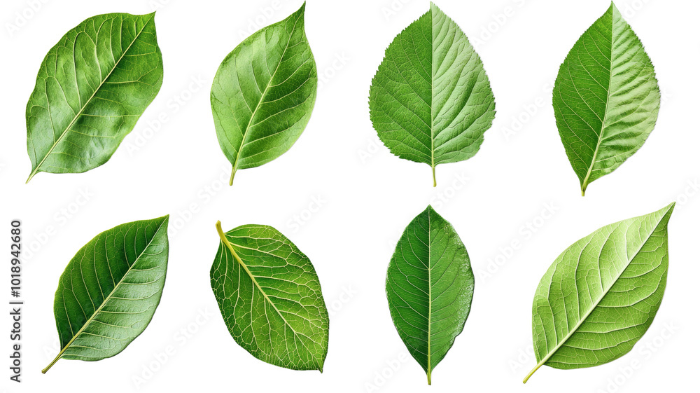 A collection of green leaves, each with a unique shape and size A collection of green leaves, each with a unique shape and size