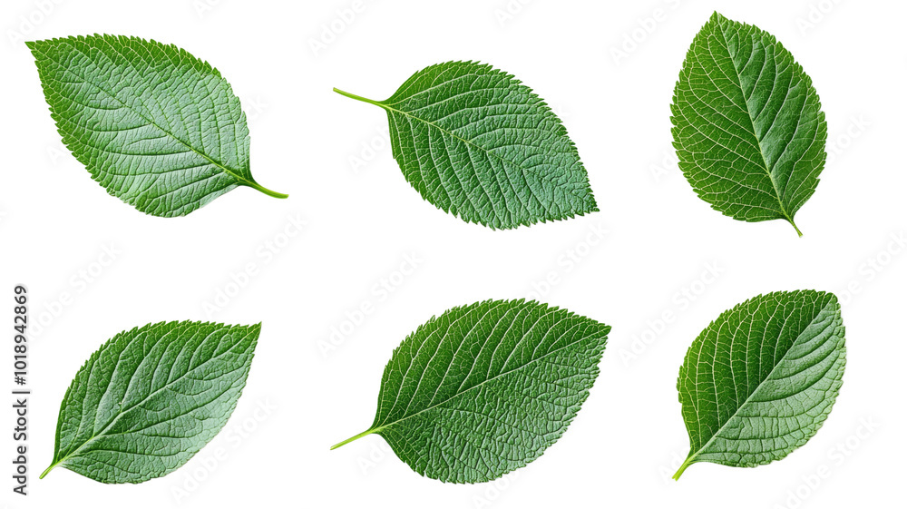 A close up of six green leaves A close up of six green leaves