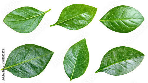 Six different green leaves, each with a unique shape and size