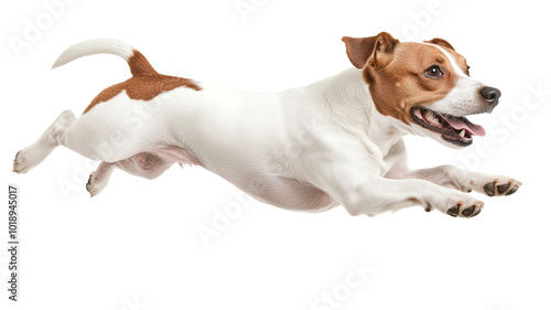 A dog is running in the air with its tongue out