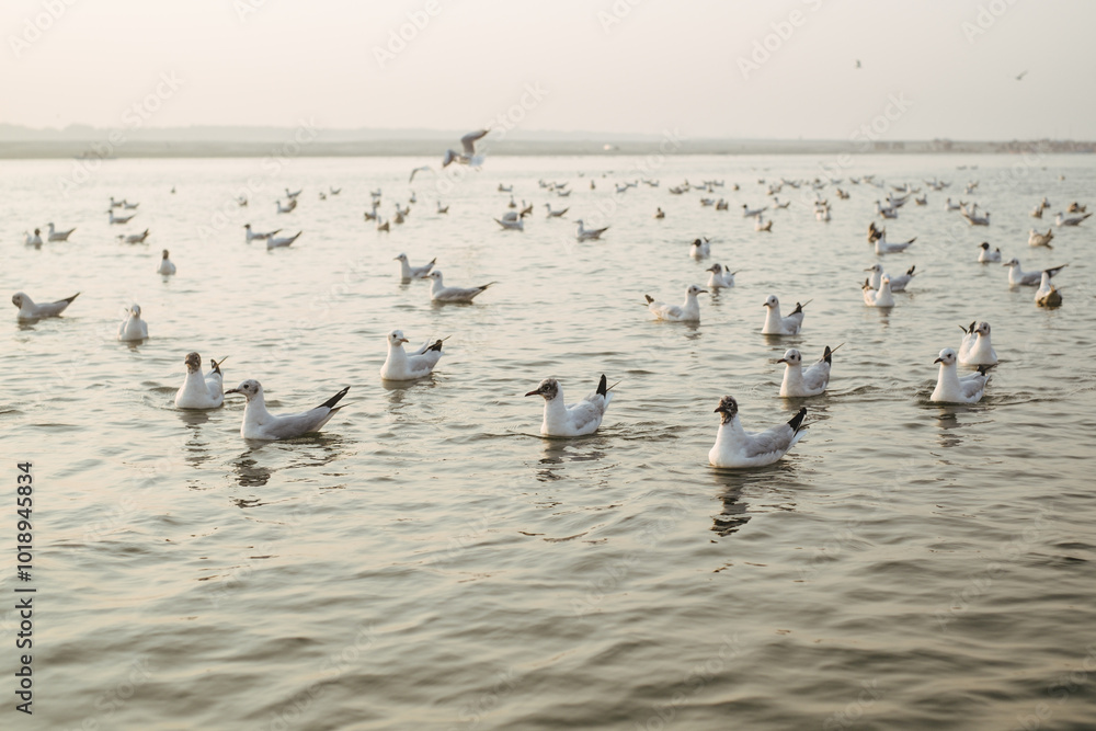 Seagulls flocking on a calm water during sunset Seagulls flocking on a calm water during sunset