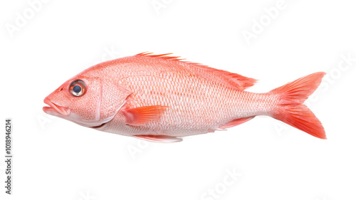 A red fish is shown on a white background photo