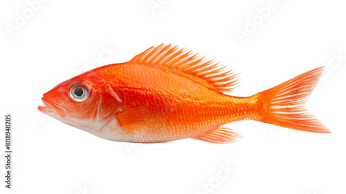 A large orange fish is swimming in a white background