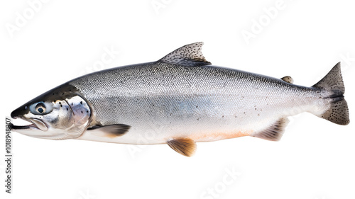 A large fish with a blue and silver body and a black tail