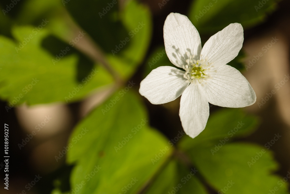 Overhead view of a Wood Anemone flower, growing in mid-May within the Pike Lake Unit, Kettle Moraine State Forest, Hartford, Wisconsin, as the morning sun casts shadows Overhead view of a Wood Anemone flower, growing in mid-May within the Pike Lake Unit, Kettle Moraine State Forest, Hartford, Wisconsin, as the morning sun casts shadows