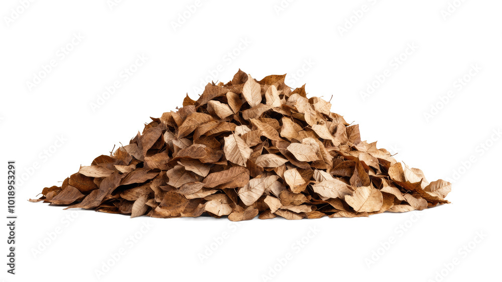A pile of leaves on a white background A pile of leaves on a white background