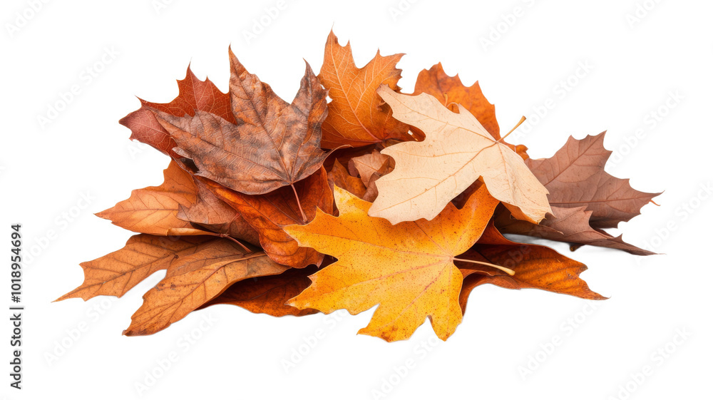A pile of autumn leaves on a white background A pile of autumn leaves on a white background