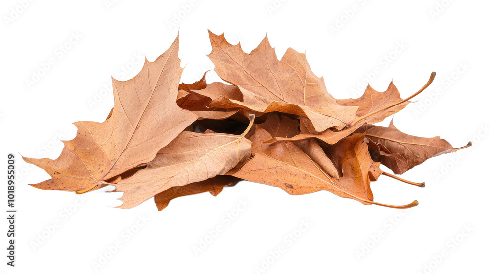 A pile of yellow leaves on a white background A pile of yellow leaves on a white background