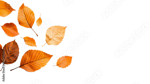 A white background with a bunch of orange leaves scattered around it