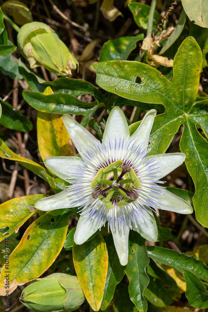 Close up of a passion flower (passiflora caerulea) in bloom Close up of a passion flower (passiflora caerulea) in bloom