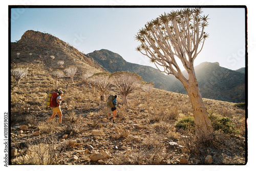 Hiking past desert quiver trees photo