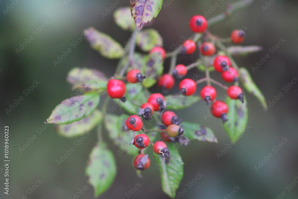 Obraz premium Berries In Nature 