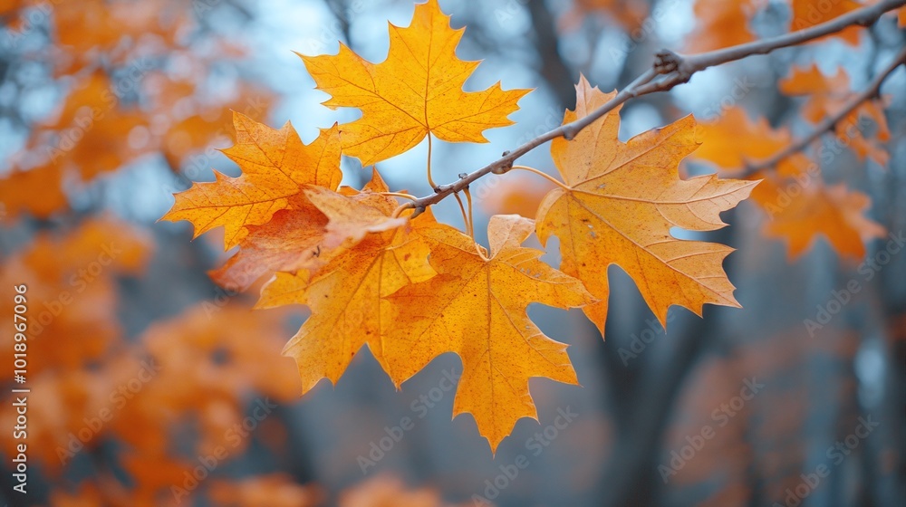 natural autumn park scene with vibrant orange leaves, creating a scenic and colorful backdrop, perfect for capturing the beauty of the season and outdoor nature photography natural autumn park scene with vibrant orange leaves, creating a scenic and colorful backdrop, perfect for capturing the beauty of the season and outdoor nature photography