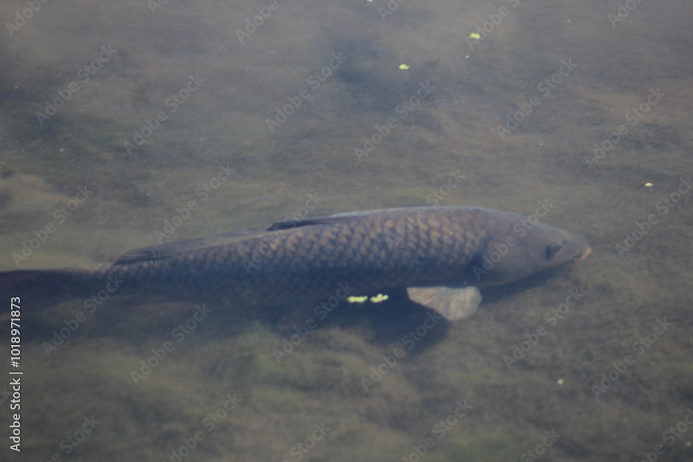 Fototapeta premium Carp