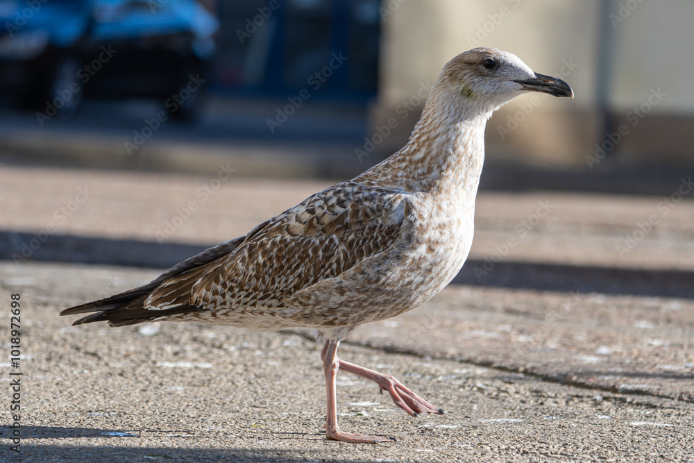 Water bird. Seagull in town, market territory. Close-up. Water bird. Seagull in town, market territory. Close-up.