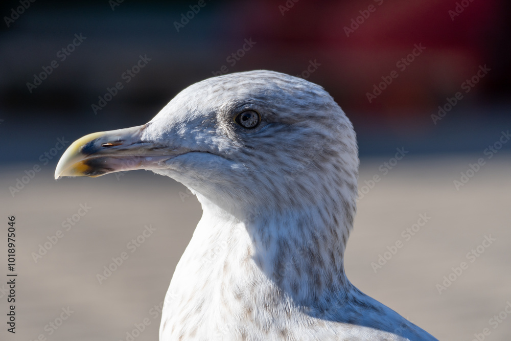 Seagull - Close Up view of wild seagull sea bird Seagull - Close Up view of wild seagull sea bird