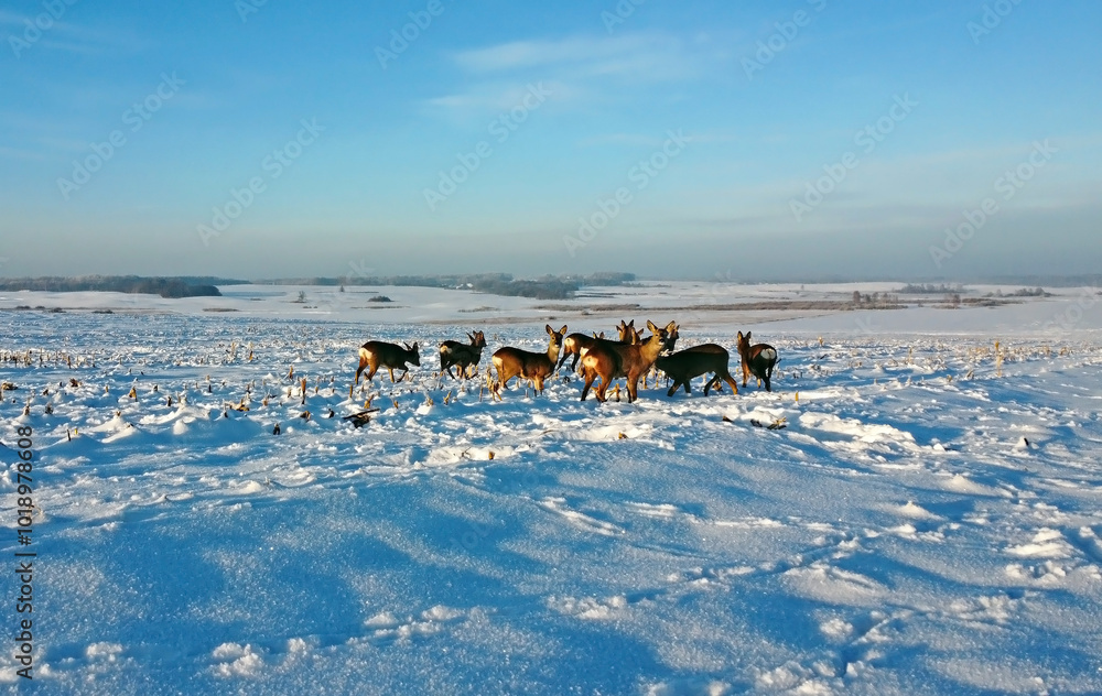 Naklejka premium A large flock of roe deer on the snowy field at sunny winter day. Flock of European roe deer (Capreolus capreolus).