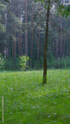 Rain in forest clearing with sunlight breaking through trees