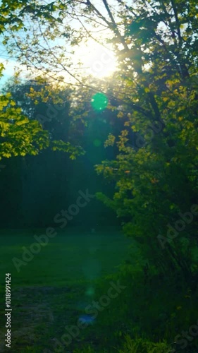 Sunlight casting shadows in a quiet forest park