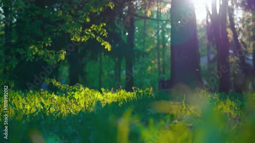 Sunlight casting shadows in a quiet forest park