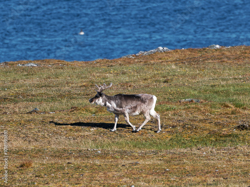 Svalbard Reindeer, Trygghamna, Spitsbergen, Svalbard