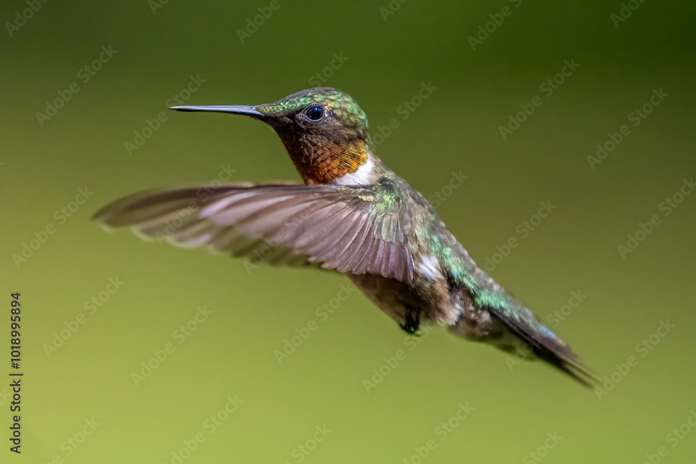 Ruby-throated Hummingbird flying with wings frozen Ruby-throated Hummingbird flying with wings frozen
