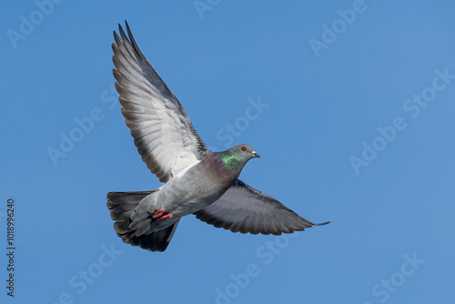 Feral Rock Pigeon flying with clear blue sky