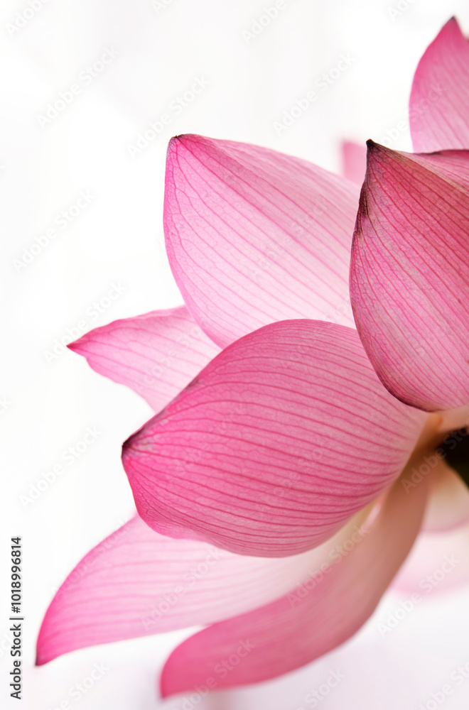 Closeup of blooming lotus flowers on a bright background at home Closeup of blooming lotus flowers on a bright background at home