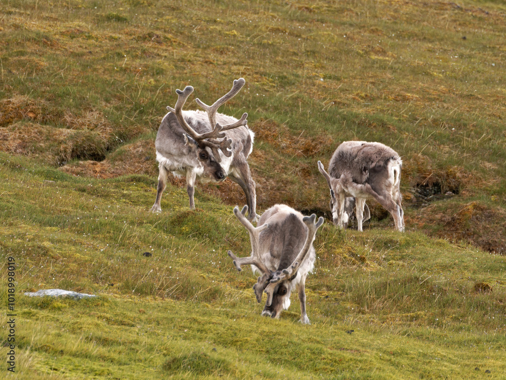 Svalbard Reindeers, Trygghamna, Spitsbergen, Svalbard Svalbard Reindeers, Trygghamna, Spitsbergen, Svalbard