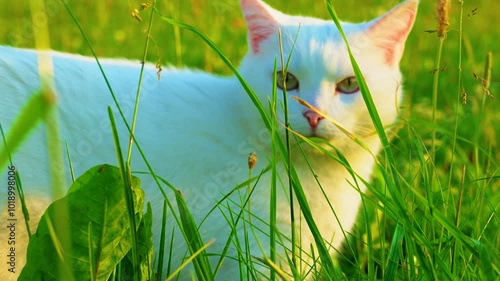 White cat in green grass during golden hour
