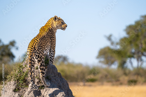 Billede på lærred African leopard, Panthera leopard, Panthera pardus pardus, posing on the termite