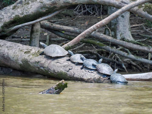 Group of Arrau turtles from South America sitting on the branch at the river bank. photo