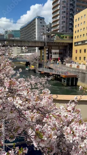 Meguro River Sakura Cherry Blossom Season, Tokyo Japan