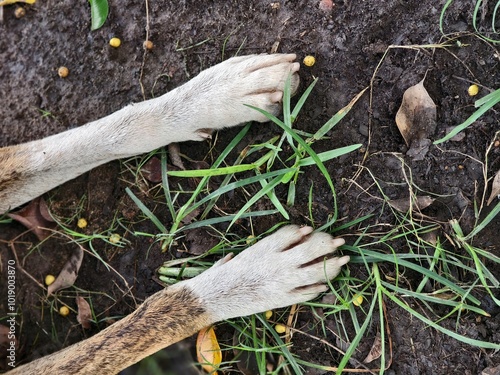 Close up view of leg of a dog photo