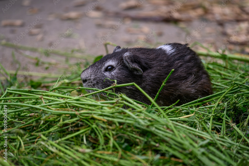 Fototapeta premium A guinea pig is eating grass in a paddock outside. 