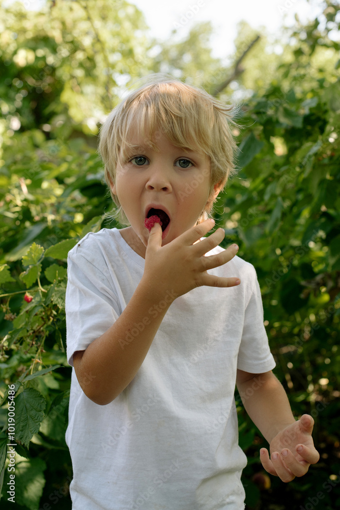 Young child enjoying summer berries while picking them Young child enjoying summer berries while picking them