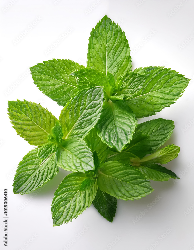 fresh mint leaves, isolated on a clean white background fresh mint leaves, isolated on a clean white background