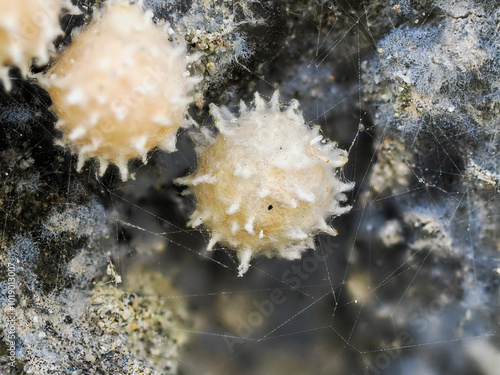 Spider's egss sacks looking like a coronavirus
 photo