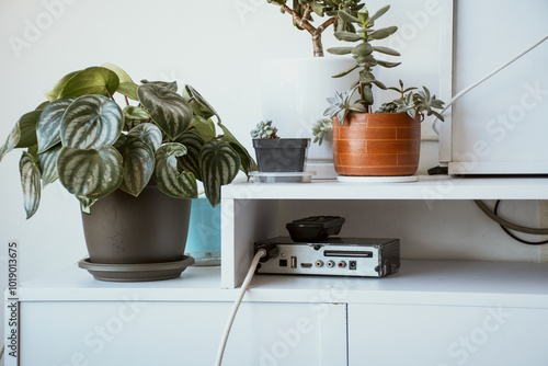 Living room with indoor plants and modem