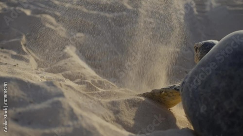 Wallpaper Mural Turtles coming to the beach and laying eggs and returning to the sea Torontodigital.ca