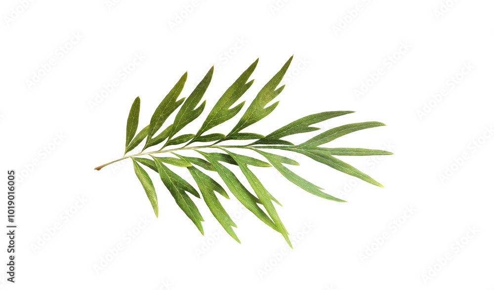 Upper side of a leaf of the southern silky oak (Grevillea robusta) isolated on white background Upper side of a leaf of the southern silky oak (Grevillea robusta) isolated on white background