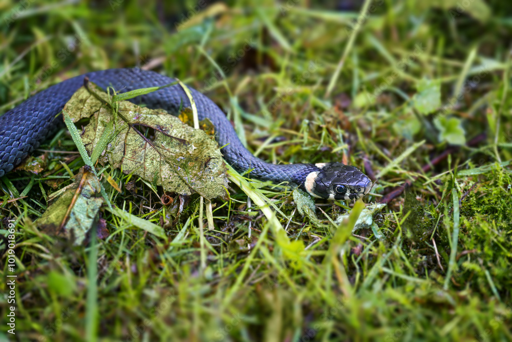 Fototapeta premium European grass snake (Natrix natrix) sidling through grass and moss in a damp meadow, recognizable by the typical light crescent-shaped spots on the back of its head, copy space