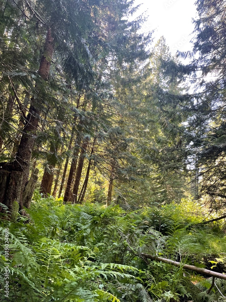 Fototapeta premium forest in the mountains