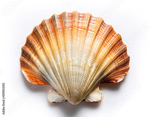 sea shells, isolated on a clean white background