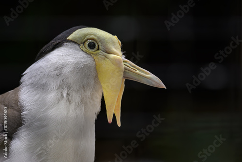 Australian jay in head detail.
 photo